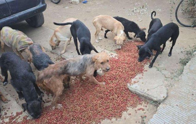 Denuncia ciudadana logra rescate de 65 perros por casos de crueldad animal, en Lachigoló