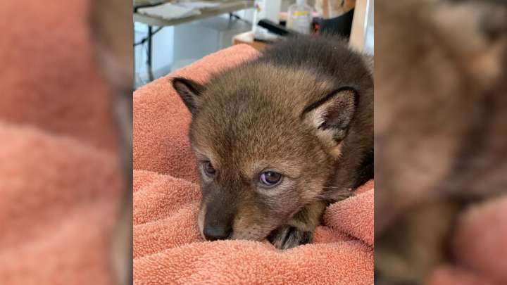 Massachusetts Family Saved What They Thought Was A Puppy But Got A Big Surprise Instead