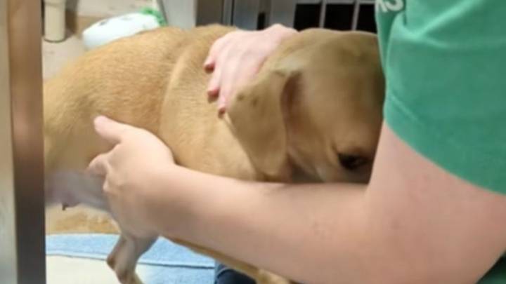 Texas Rescue Dog Shakes In Fear Until One Tender Embrace Changes Her Entire World
