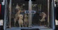 Four arrested after dogs found in 'extremely bad condition' at puppy farms