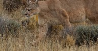 SAG presenta denuncia por cruento caso de matanza de puma y sus crías en Cochamó