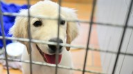 Hawthorne Mall in Vernon Hills to hold puppy pop
