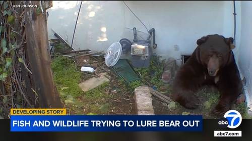 California Department of Fish and Wildlife tries to lure 550-pound bear out from underneath man's Altadena home