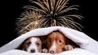 Protege a tus mascotas del impacto de la pólvora y el estrés en navidad