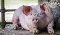 Spain Investigating Whether Swine Fever Outbreak Was Caused by Laboratory Leak