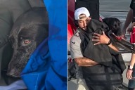 Black Lab Found Alone in the Open Ocean After Vanishing on Vacation in San Diego