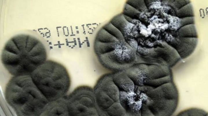 NASA usará “hongos oscuros”, mutados tras el desastre de Chernobyl, como escudos ante la radiación cósmica