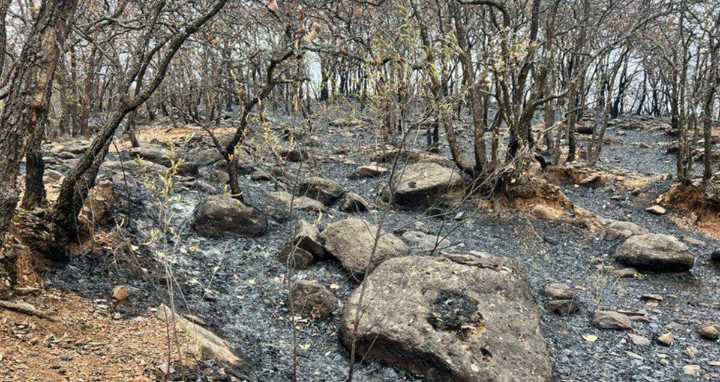 Hombre es vinculado a proceso por incendio forestal provocado en Cerro Viejo en Tlajomulco
