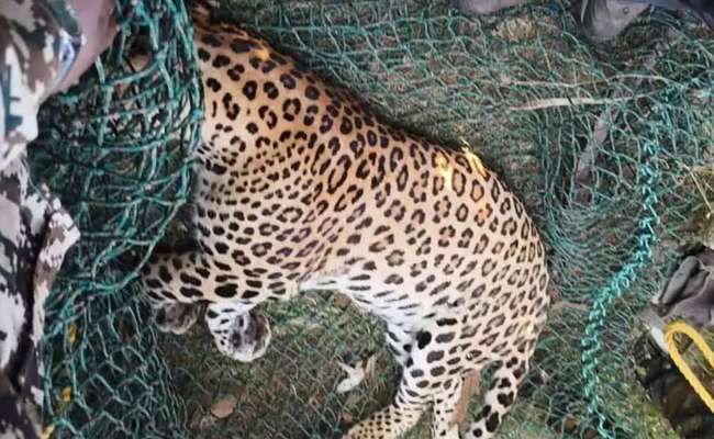 Leopard tranquilised, rescued from tunnel on Pune airport premise...