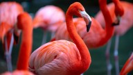 What Is a Group of Flamingos Called? Not a Flock, Another 'F' Word