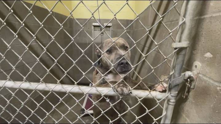 Denham Springs Animal Shelter overcrowded, seeks community help