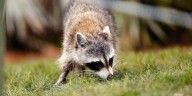 Dog kills raccoon with rabies in Long County