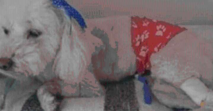 Imputado falso veterinario en Bogotá: condenó a una perrita a la eutanasia Fiscalía imputó cargos por maltrato animal agravado a Brian Parra, un hombre que se hacía pasar por médico veterinario.