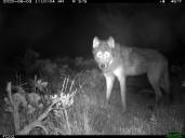 Colorado wolf captured in New Mexico, returned