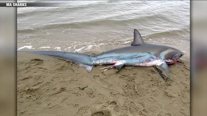 2 thresher sharks dead after becoming stranded in Cape Cod Bay