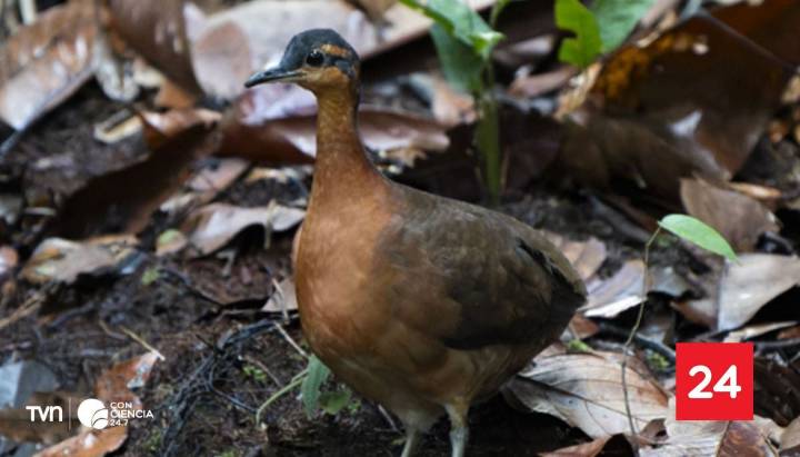 Tinamus resonans: el ave amazónica recién descubierta y ya en peligro de extinción