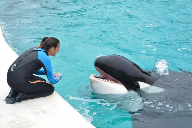 Falleció Kshamenk, la orca de Mundo Marino que fue rescatada en 1992