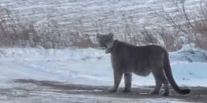 Duluth Schools placed in ‘Secure Status’ following mountain lion spotting in neighborhood