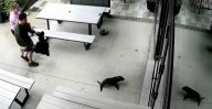 This Baby Seal Wandered Into a Bar and Flat