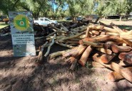 Victorica: secuestran un cargamento de 400 postes trasladados sin permisos