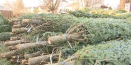 Tariffs could raise cost of artificial Christmas trees