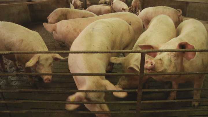 A Generalitat investigará os laboratorios próximos ao foco de peste porcina en busca da orixe do virus