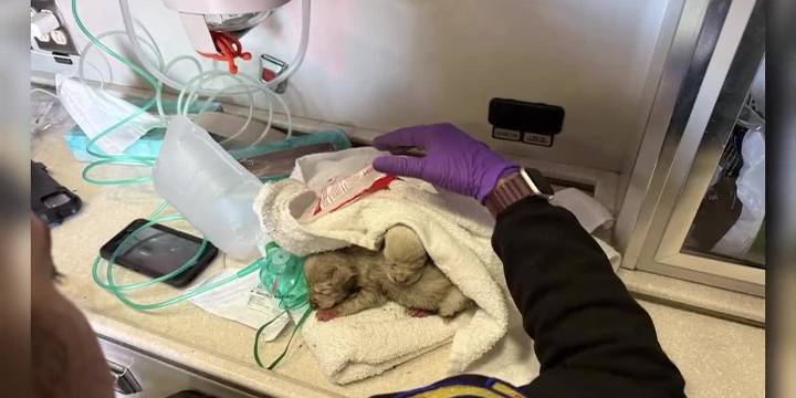 WATCH: Puppies rescued from house fire
