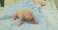 Indonesian zoo releases photos of the first-ever panda cub born in the country