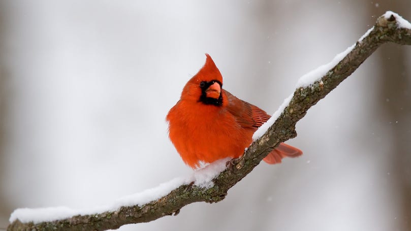 St. Clair County weather forecast today calls for high of 27