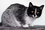 Gatos Salmiak: Este es el nuevo color de pelaje descubierto por científicos