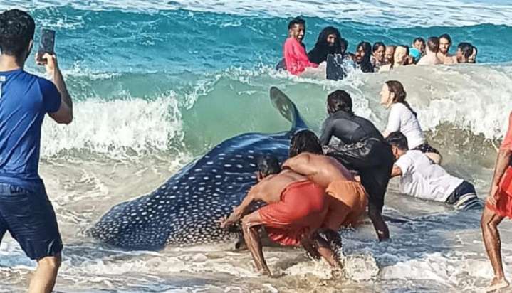 13-Foot Whale Shark Rescued In Kollam In Kerala’s 50th Coastal Rescue Effort