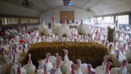 Bird flu detected, disaster proclamation for Hamilton County