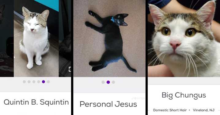 71 Hilarious Animal Names Found On ‘Petfinder’ That Take Creativity To A Whole New Level (New Pics)
