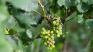 Litigation erupts — again — in Michigan's wine country…