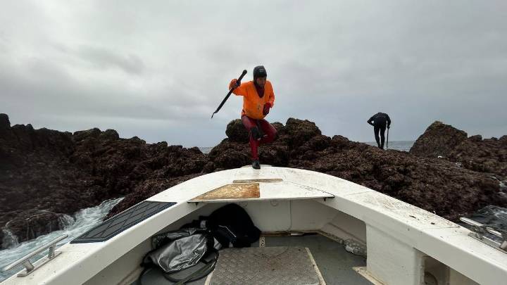 Blindaje al percebe asturiano por Navidad: así se protege uno de los "bocados" más exclusivos en las fiestas