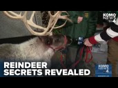 Dasher's delight: Santa's reindeer stops by to reveal what happens on the sleigh