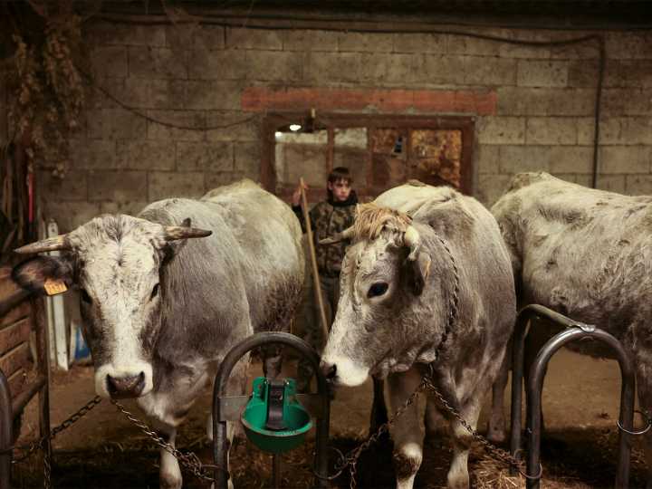 French govt to vaccinate 1mn cattle against lumpy skin disease