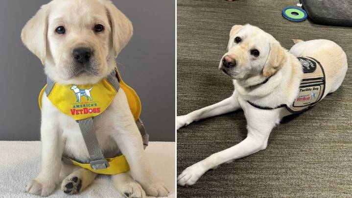 SPD spotlights comfort dog Ryan's work with 100+ survivors