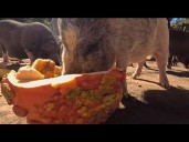 Local woman collects post-holiday pumpkins, donates them to animal rescues