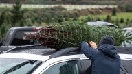 AAA shares safety tips for transporting real Christmas trees