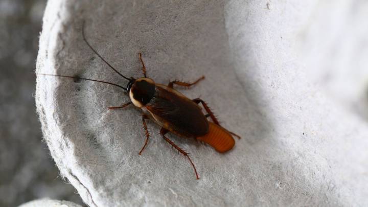 Cómo identificar los huevos de cucarachas y eliminarlos de manera sencilla con un truco casero