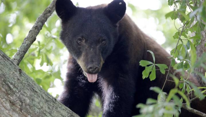 Florida kicks off first black bear hunt in a decade, despite pushback