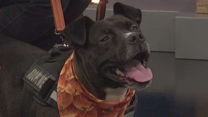 Lucas County dog license registration now available for 2026