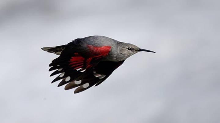 Poca gente la conoce, pero es el ave del año 2025 en España (y también una de las más huidizas)