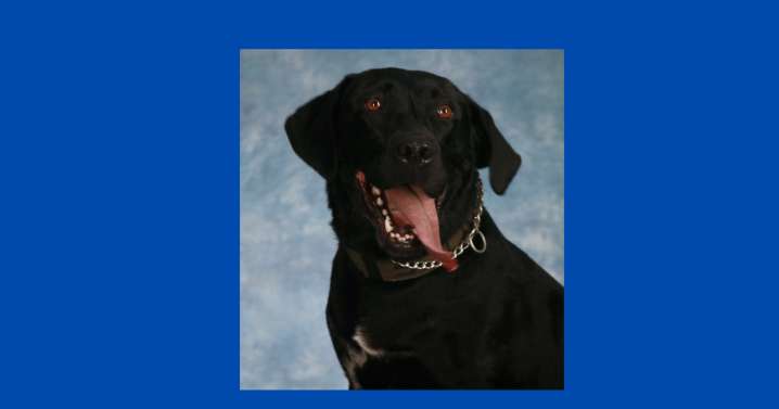 Beloved Cleveland Police K9 Alana passes away after eight years of service