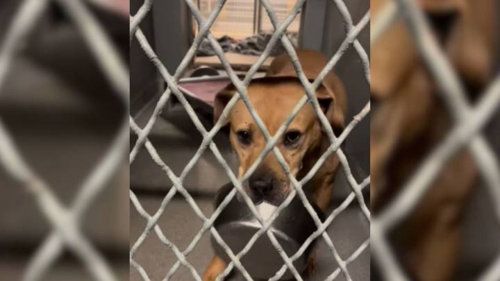New York Shelter Dog’s Only Comfort After 1,800 Days Is The Bowl He Carries