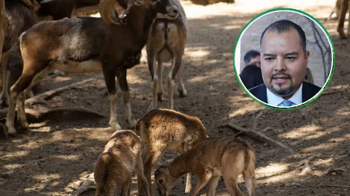 Contraloría Municipal iniciará investigación por ataque a borregos muflones en el Zoo León