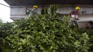 Productores de yerba mate exigen la emergencia del sector y alivio impositivo ante la crisis