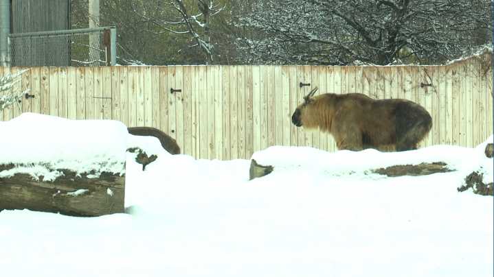 Toledo Zoo changes animal care routines as cold temps return