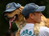Más de 2 mil golden retrievers se reúnen en Buenos Aires para batir récord